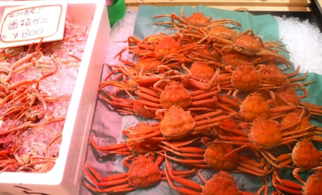 Female Snow Crab