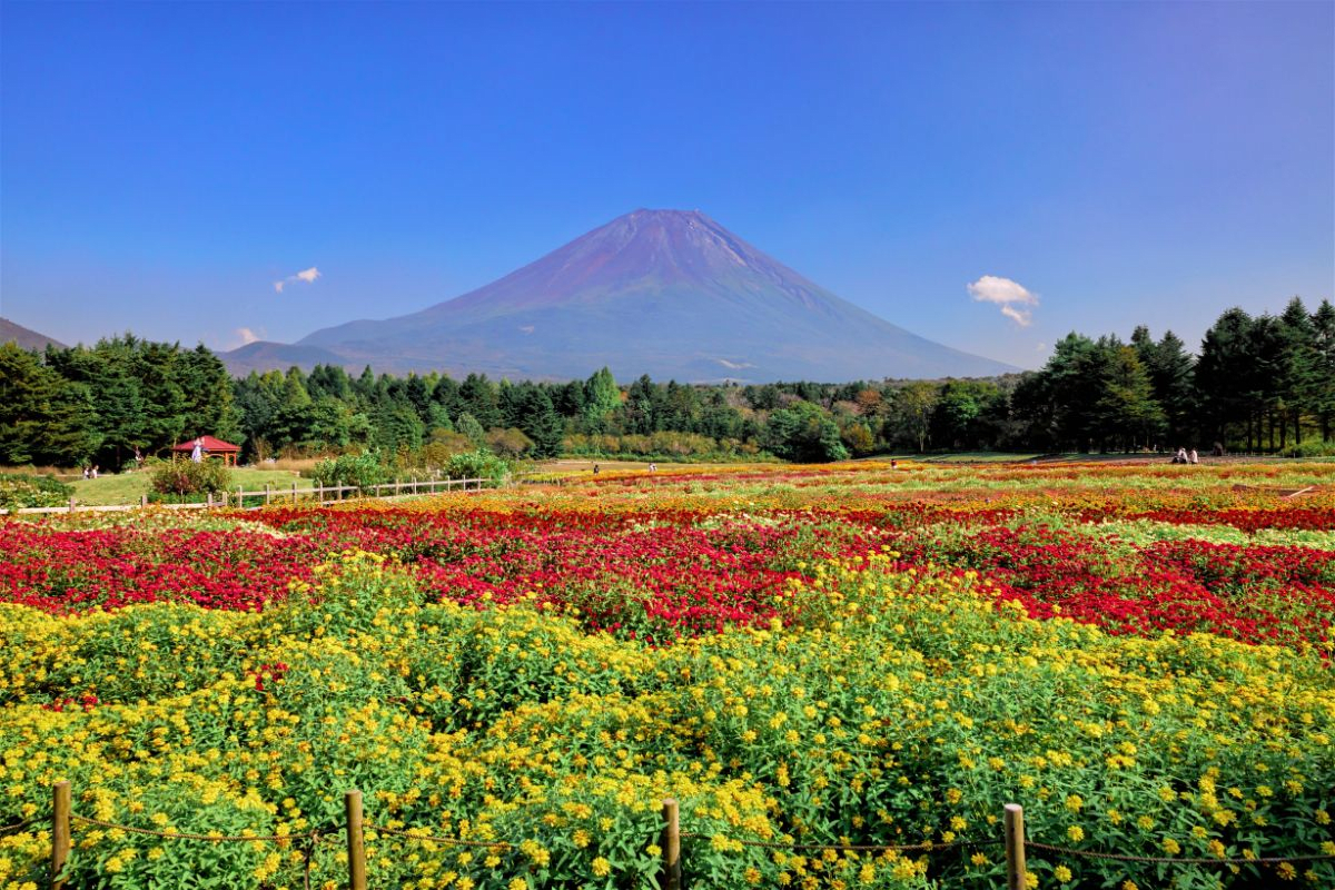 At Lake Motosuko, the "Rainbow Flower Festival" is Held in Summer
