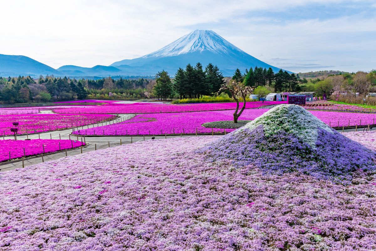 The Carpet of Shibazakura Boasting Overwhelming Beauty You Can't See Anywhere Else