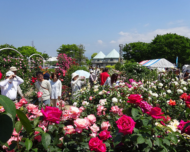 Fuji Rose Festival