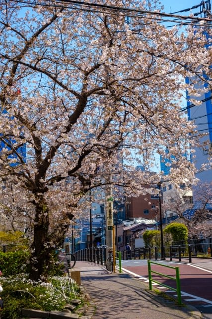 Hidden Cherry Blossom Spots in Ginza