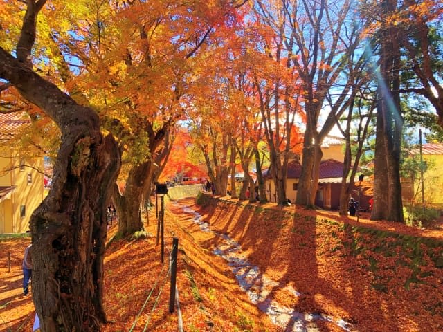 If you're visiting the Mt. Fuji area, spring and autumn are must-visit seasons!