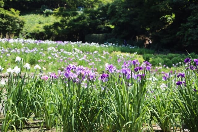 Beautiful Natural Spots to Enjoy Including Kaboku-en, Hanashobu-en, and the 400 Years Forest