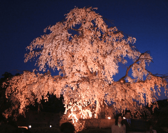 Maruyama Park's Weeping Cherry Tree Illumination