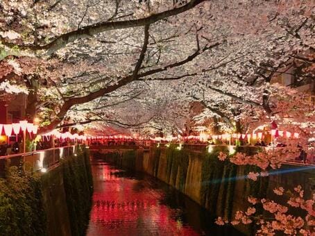 Meguro River Sakura