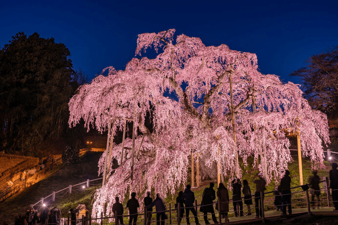 Meiji Jingu Gaien1