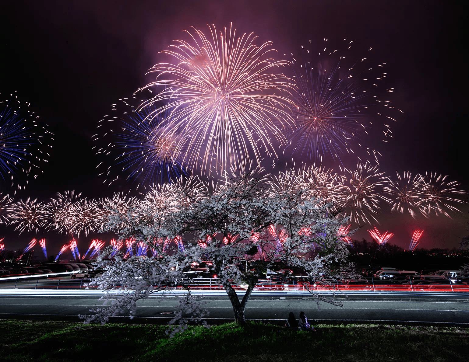 Don't Miss the Precious Collaboration of Cherry Blossoms and Fireworks!