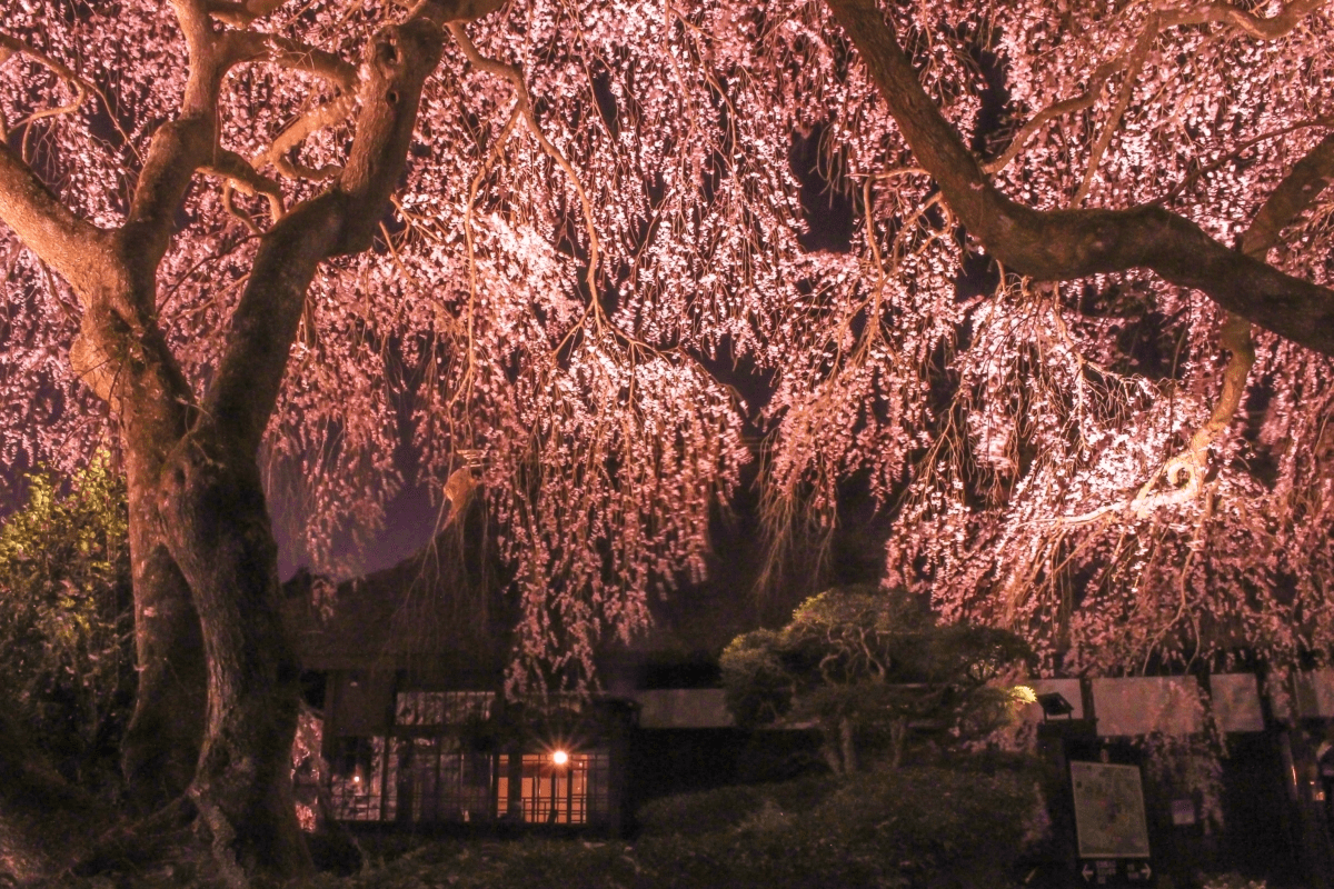 Gotemba Cherry Blossom Festival