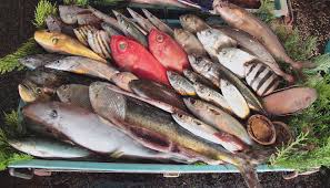 Odawara Horse Mackerel and Local Fish Festival