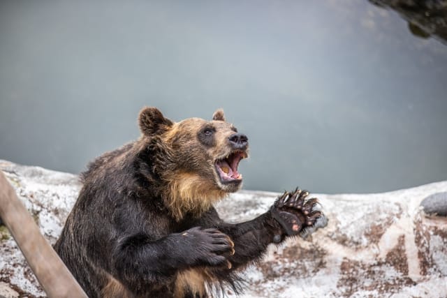 Noboribetsu Bear Park