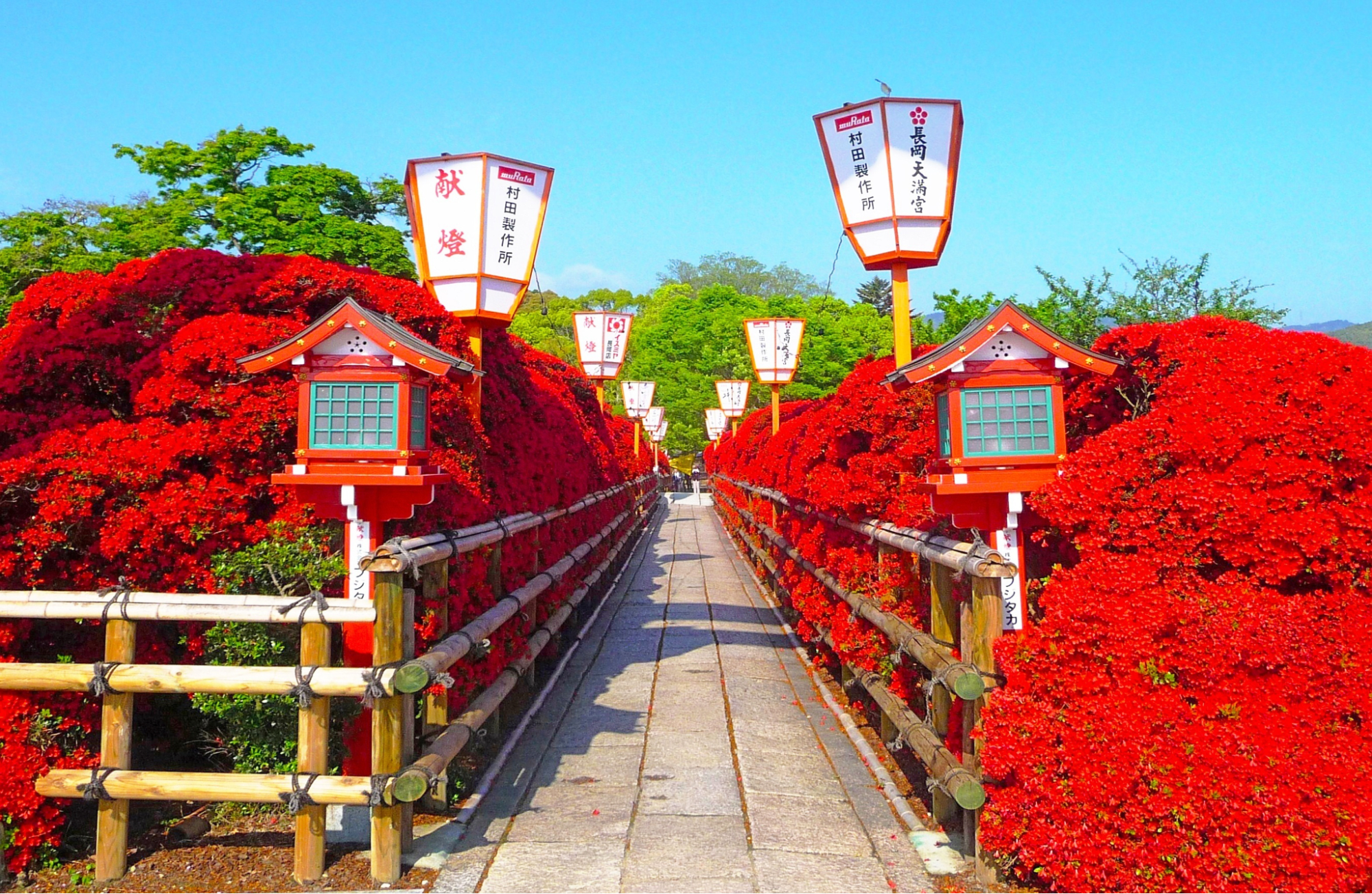 Otokunidera Temple Peony Festival