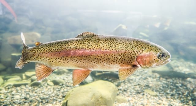 Rainbow Trout