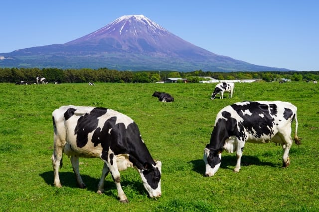 Recommended Tourist Attractions in the Asagiri Area to Visit Along with Cafe SHIZEN