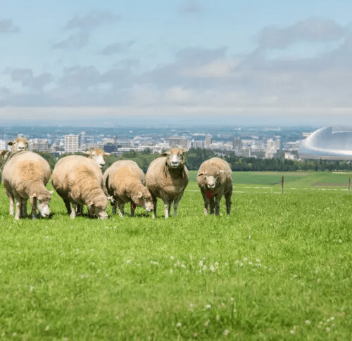 Golden Week Event (Sapporo Hitsujigaoka Observation Hill)