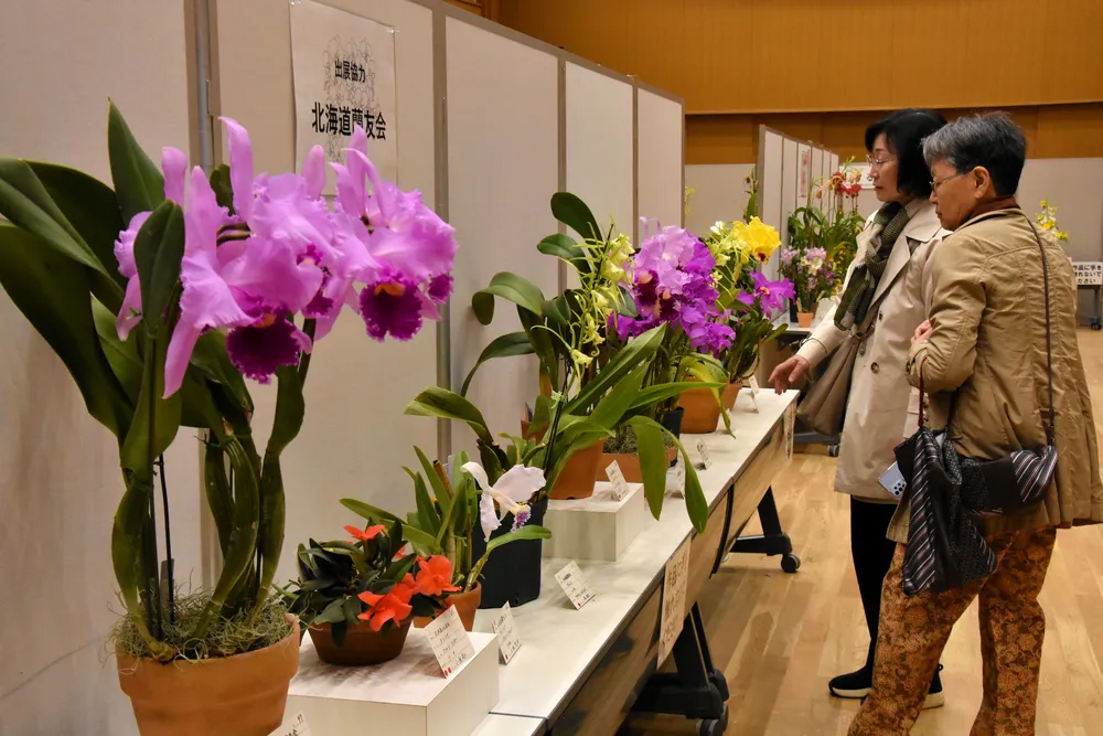 Akabira Haru Ranman Festa 2026