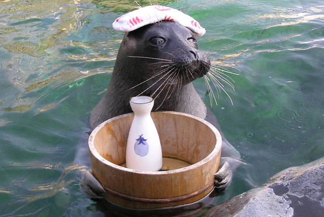 Seal Feeding Time