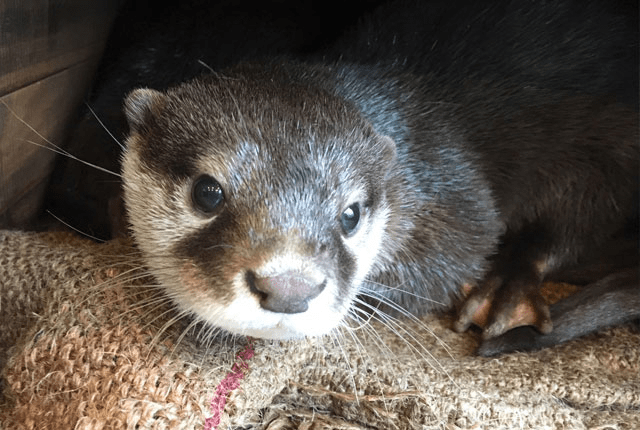 Shaking Hands with Asian Small-clawed Otters