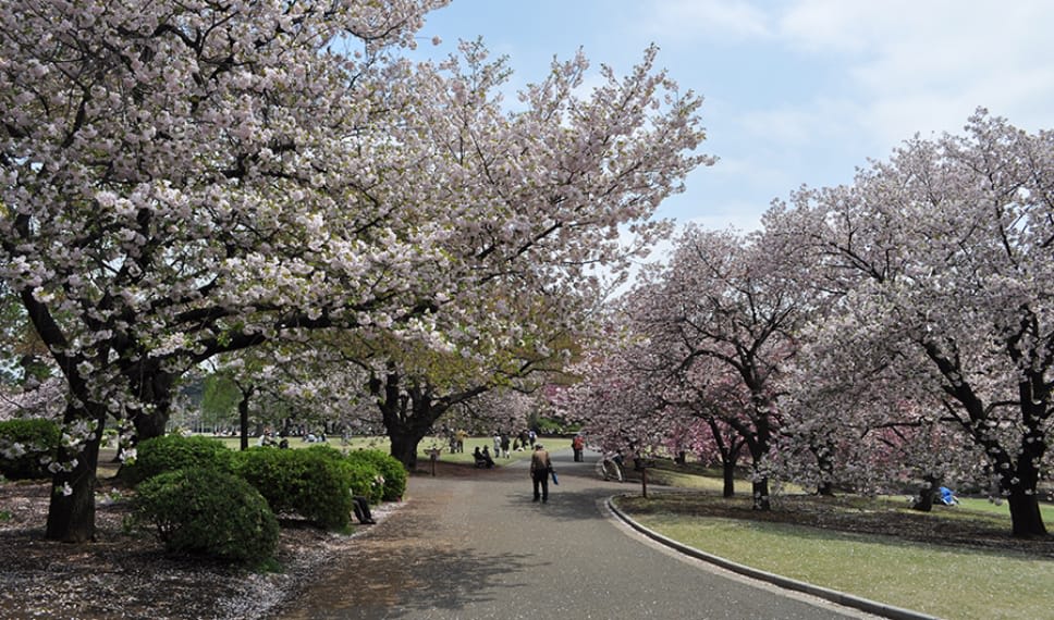 Shinjuku Gyoen Special Spring Opening