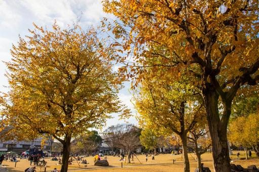 Tokyo Autumn