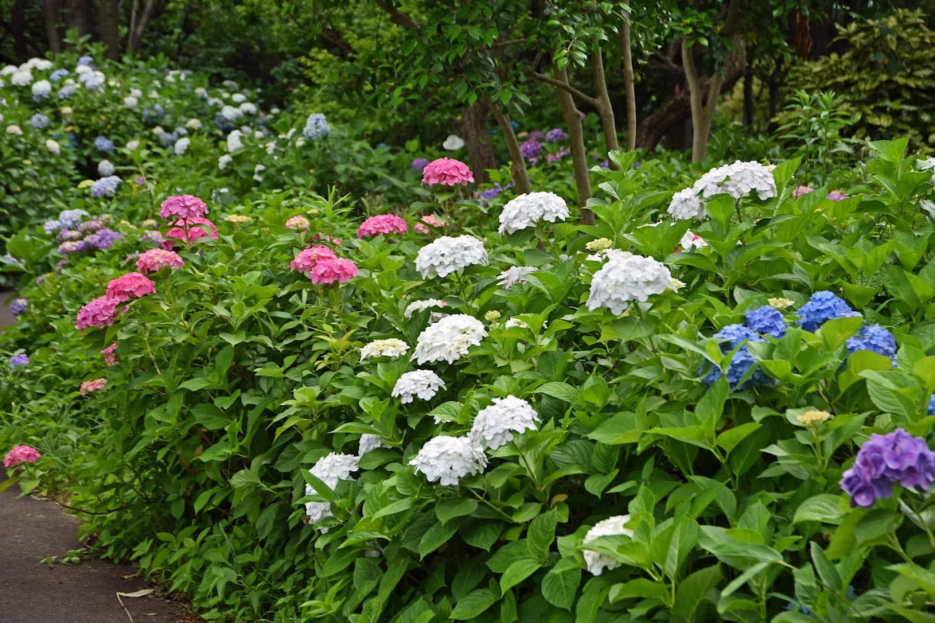 Local Forest Hydrangea Festival