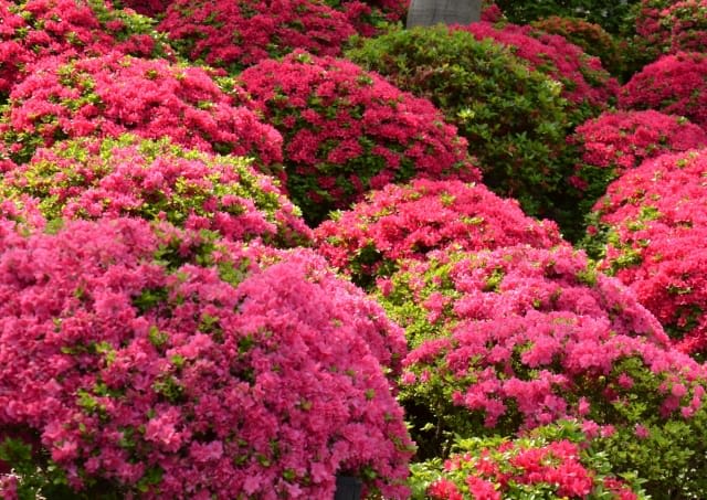 Bunkyo Azalea Festival