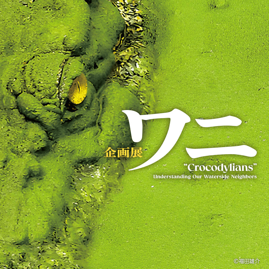 Special Exhibition: Crocodiles