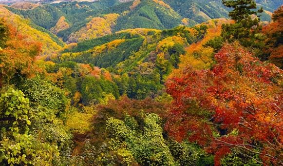 View form Mt. Takao