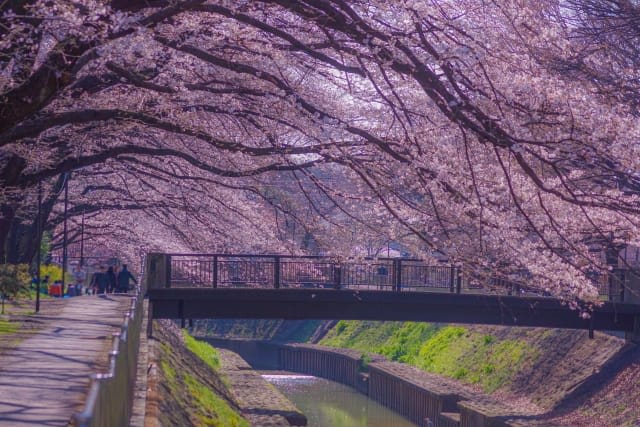 Zenpukuji river