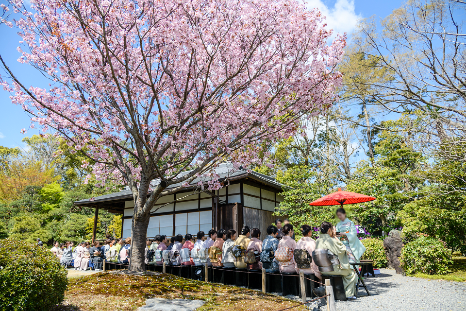 Nijo Castle Cherry Blossom Viewing Tea Ceremony