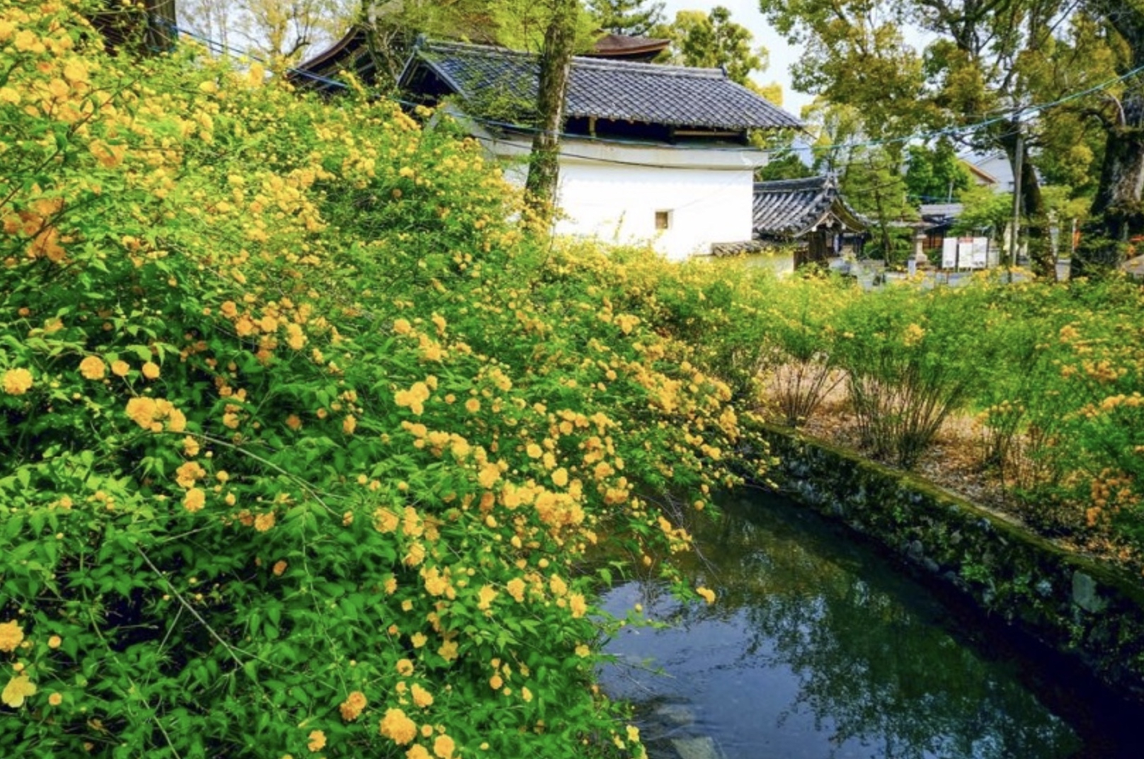 Yamabuki Festival (Matsuo Taisha)