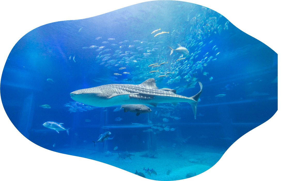 The Whale Shark and the Adorable Ringed Seals