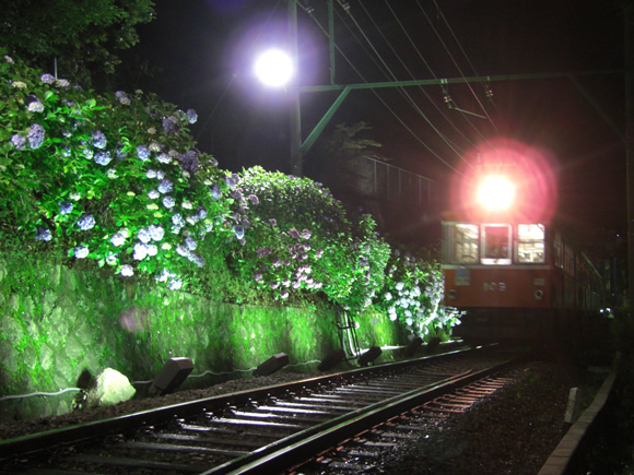If you're visiting Hakone in June for this Hakone Event, also enjoy the "Night Hydrangea Train"!