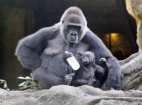 Western Lowland Gorilla Family