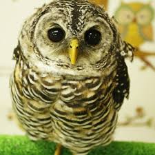 Owl Cafe Mohu Mohu