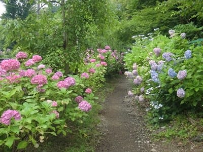 Hydrangea Path