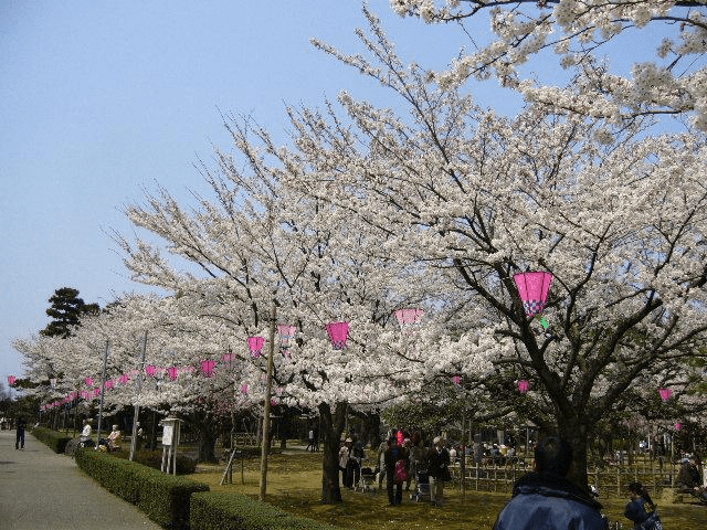 kanazawacherryblossom2025 (2)b.png