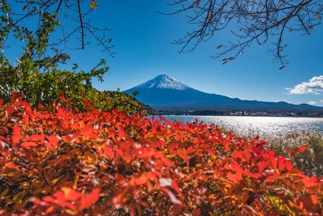 Kawaguchiko Autumn Festival 2025: Ultimate Guide to Momiji