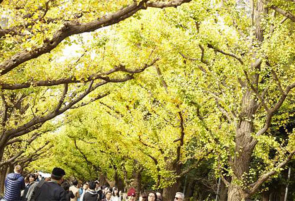 Ginkgo Avenue at Meiji Jingu Gaien