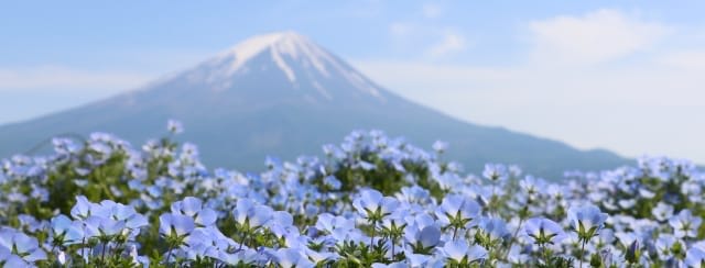 Enjoy Spring Flowers