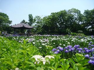 Iris Season at Shirokita Shobuen