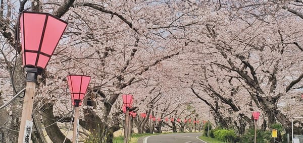 sakuramatsuri_2.jpg