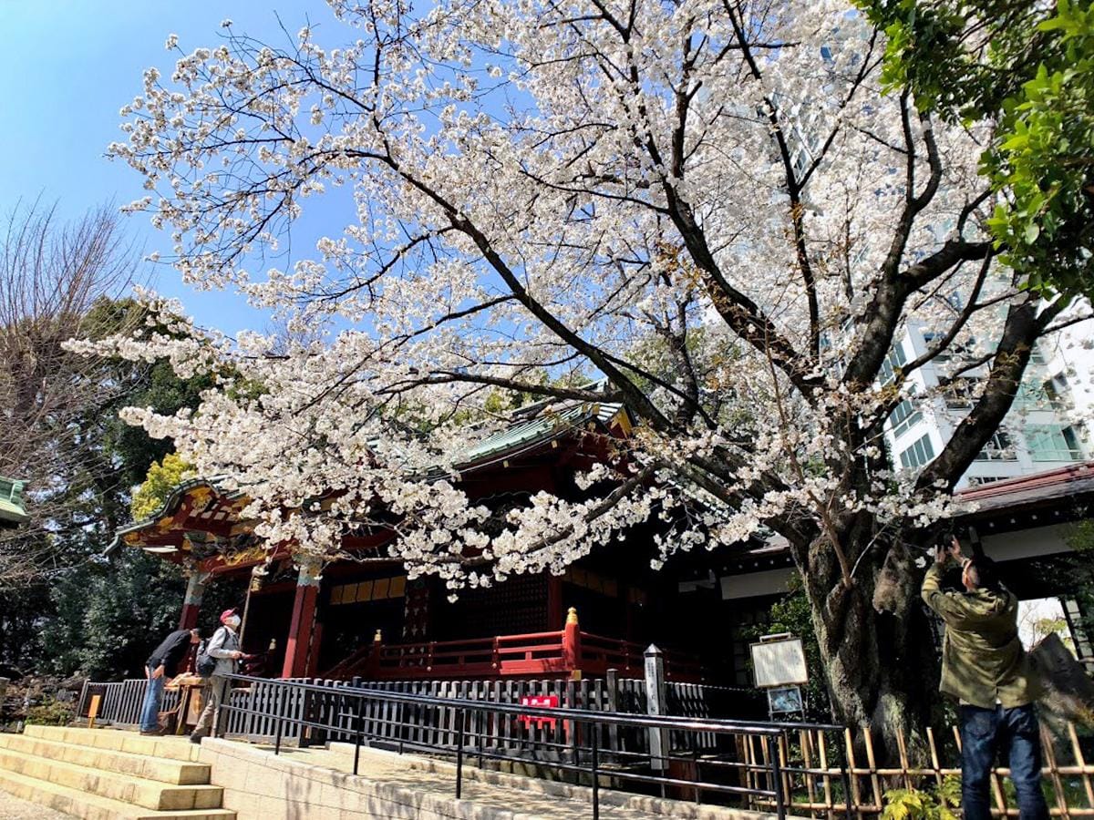 Konno Zakura Festival
