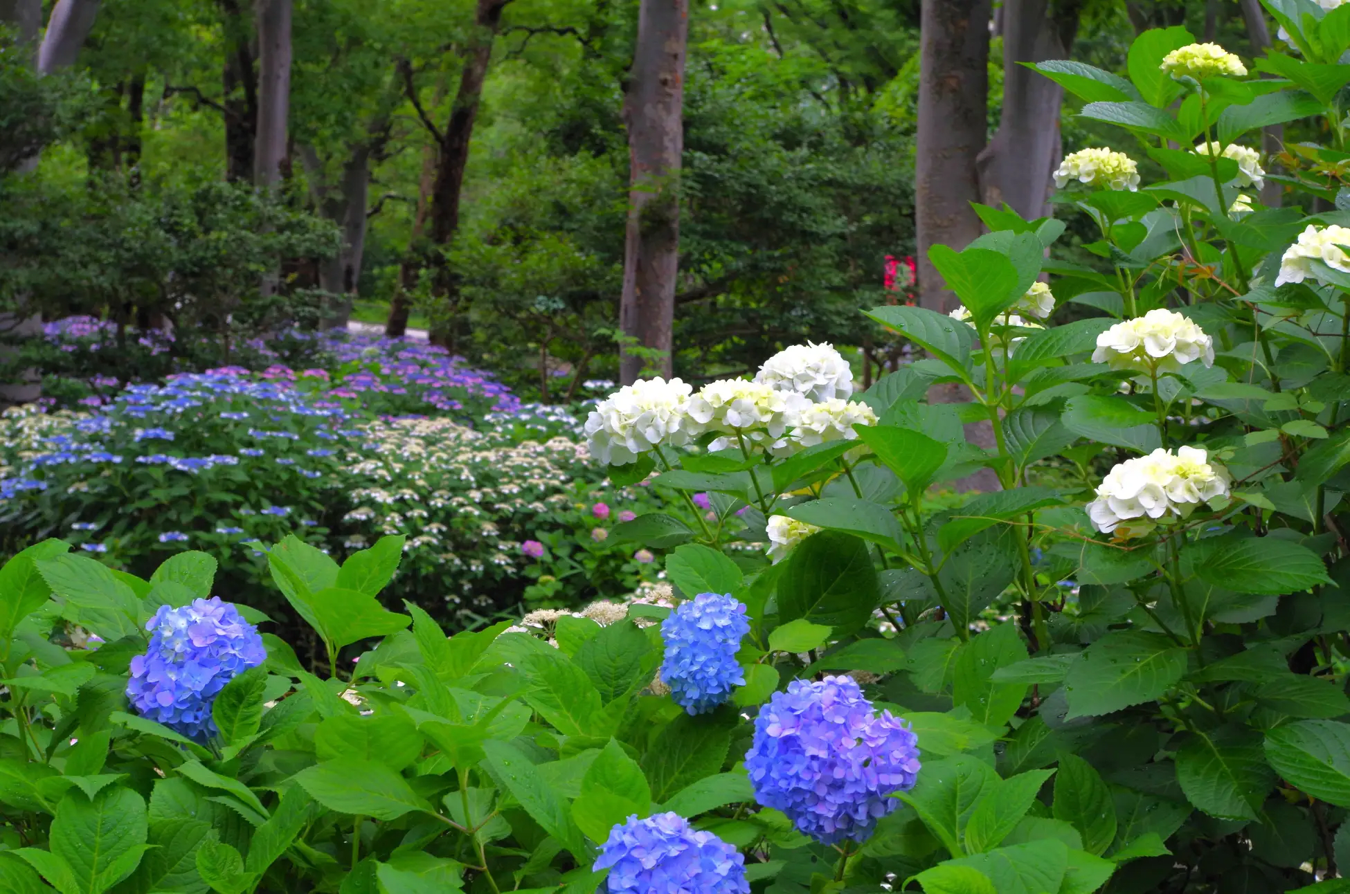 Shinjuku Central Park — Hydrangea Season