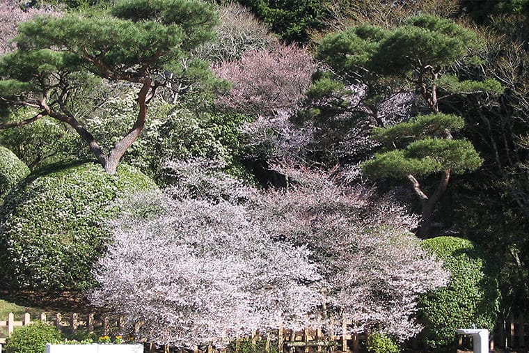 Onshi Hakone Park