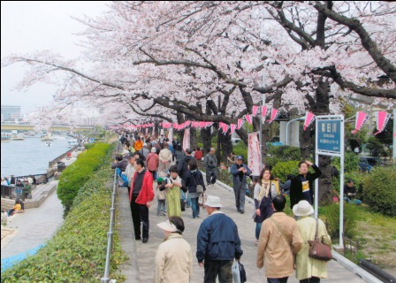 Bokutei Sakura-matsuri Festival