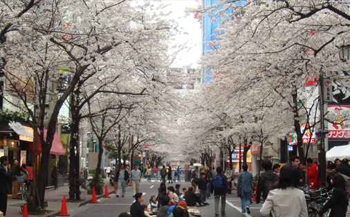 Nippachi-kai Sakura Festival