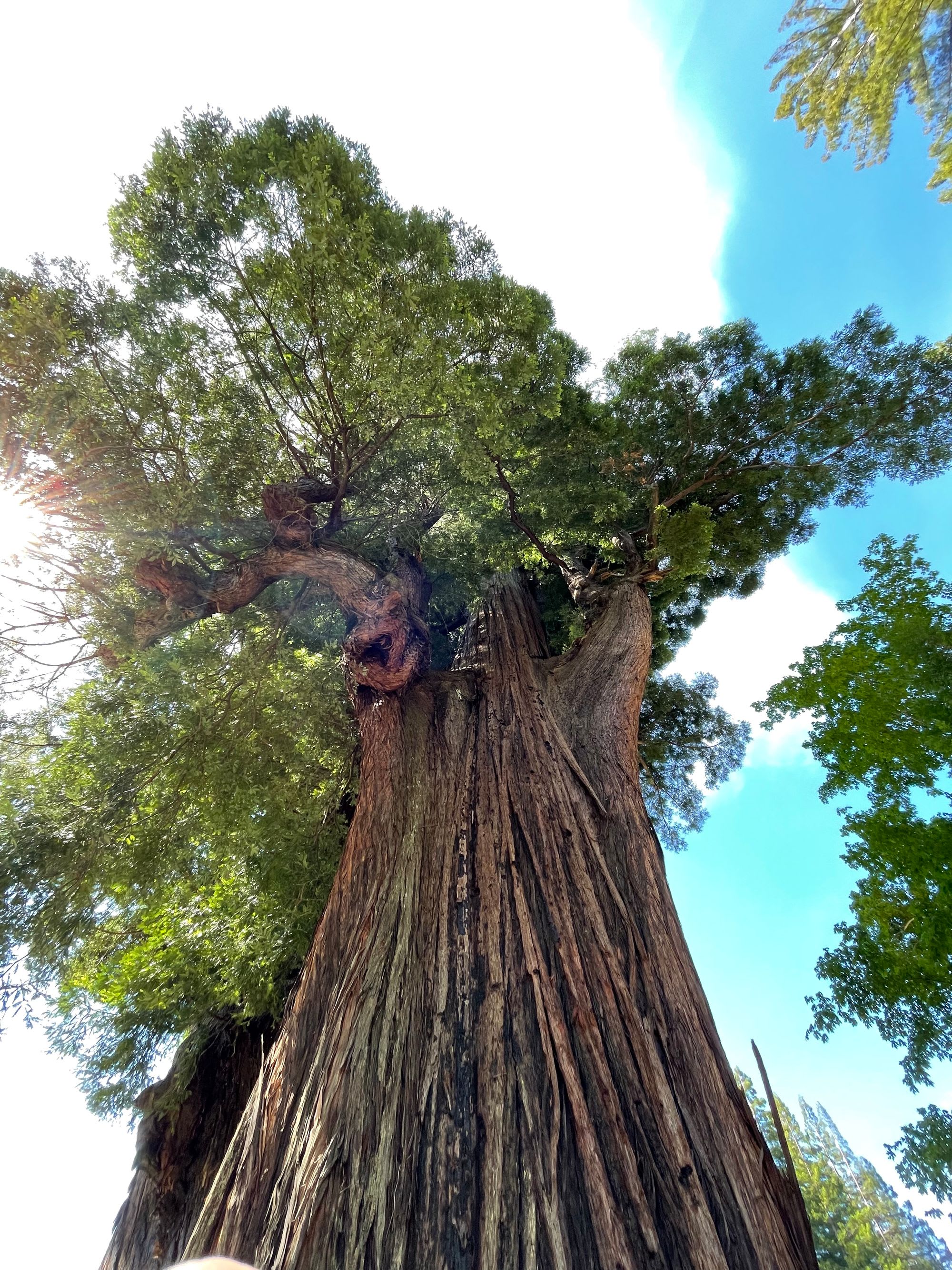 Very Large and old Redwood Tree