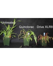 Drive XLR8 Herbicide | Drive Crabgrass Killer | Free Shipping