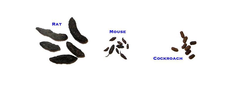 Rat vs Mouse Droppings