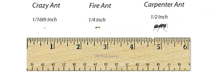 ants in scale on ruler